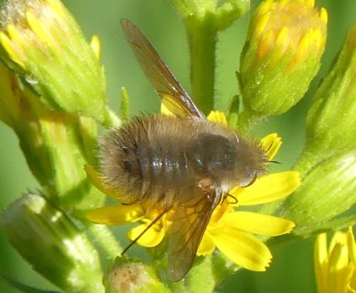 Réf. 330 889 : Anastoechus sp.
